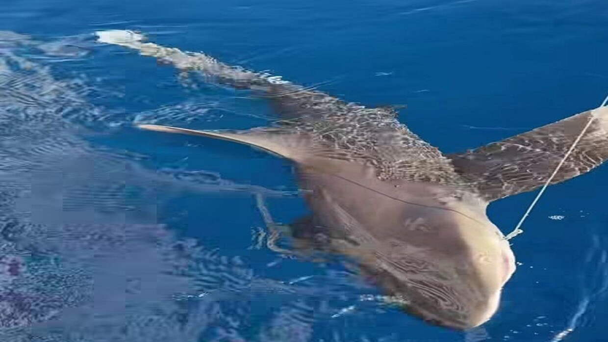 صياد أردني مشهور يصطاد قرشا نادرا ويعيده إلى البحر مجددا