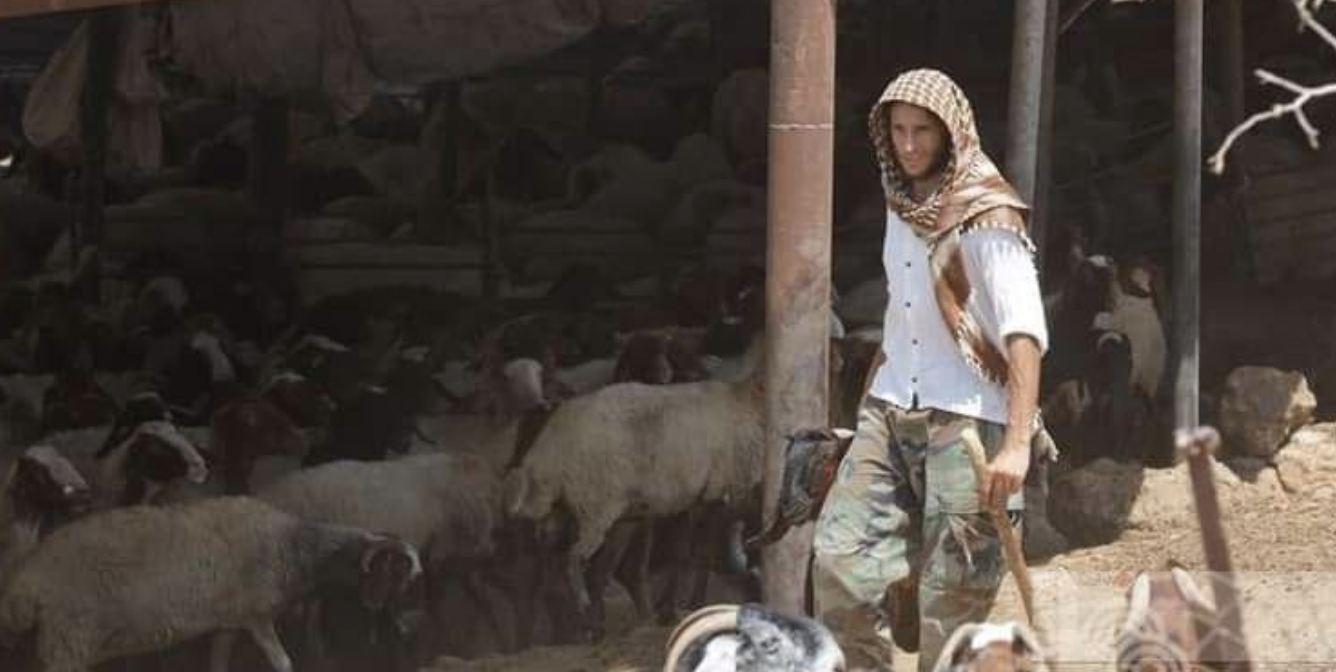 مستعمرون يسرقون أغناما في تجمع شلال العوجا شمال أريحا
