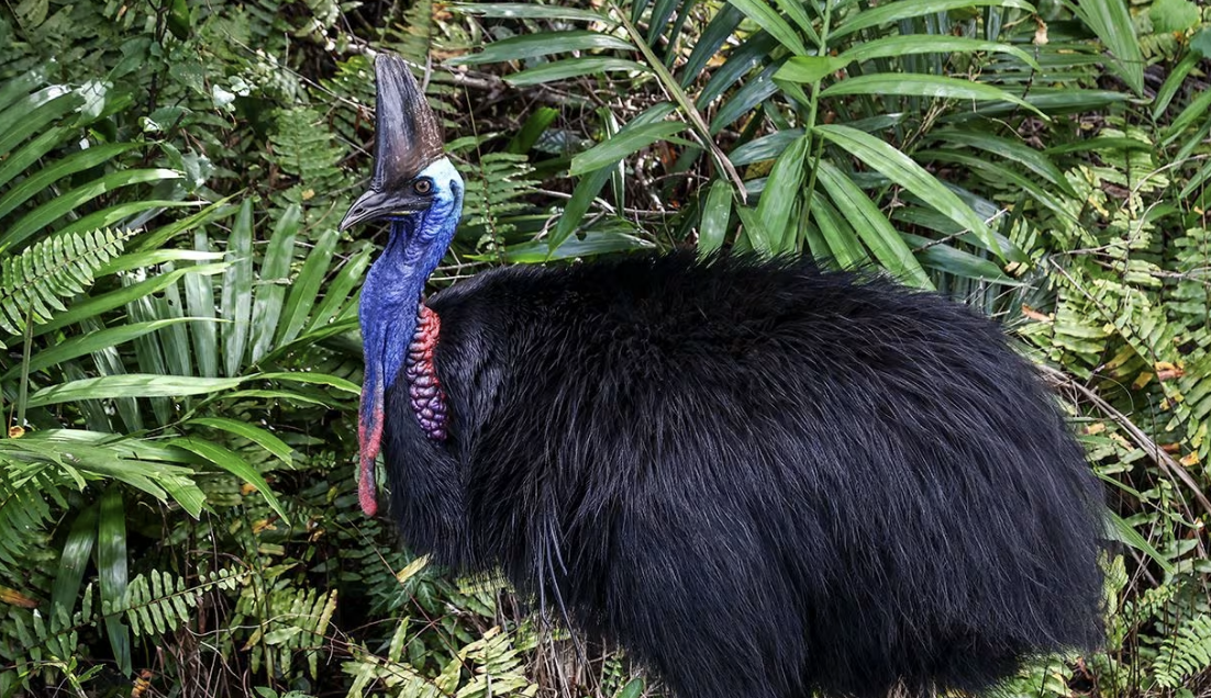 بمخالب تشبه الخنجر وعيون ثاقبة.. تعرّف على الطائر الذي يبثّ الرعب في قلوب الأستراليين