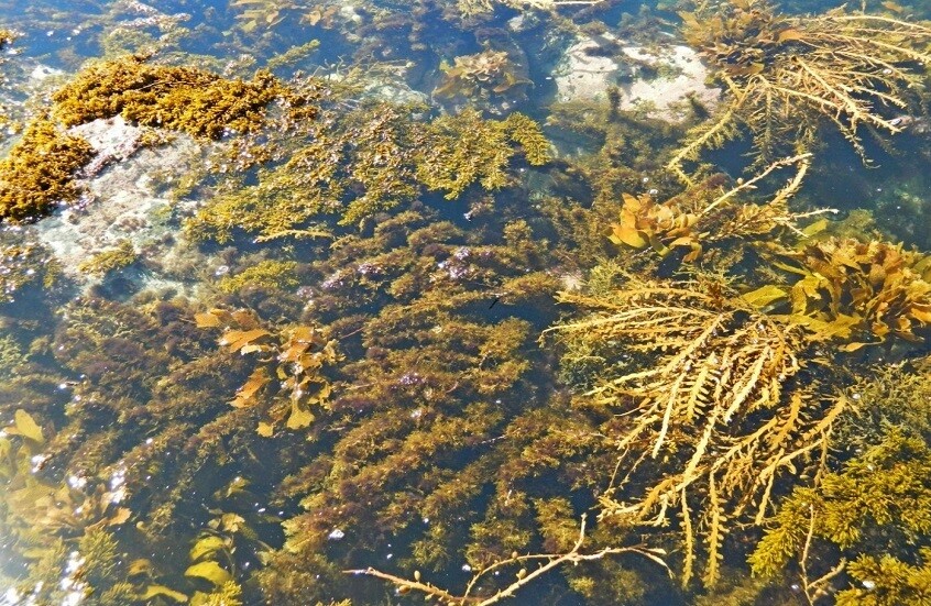 روسيا.. ابتكار مصادر للطاقة باستخدام الطحالب البحرية
