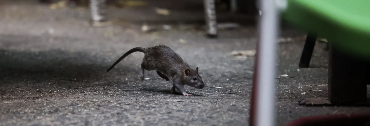 نيويورك تشن "حربا شاملة" على الجرذان