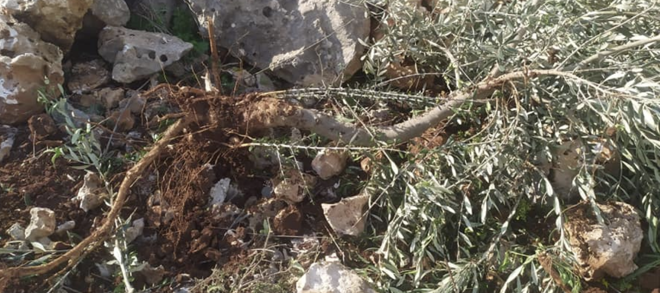 مستعمرون يقطعون 150 شجرة زيتون في المغير شرق رام الله