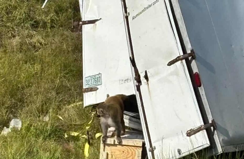 حالة طوارئ في ولاية أمريكية بعد هروب قرود مصابة بـ"الكوفيد"