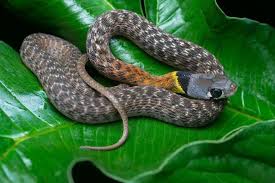 ثعابين بذاكرة حادة؟ العلم يعيد النظر في ذكاء الزواحف