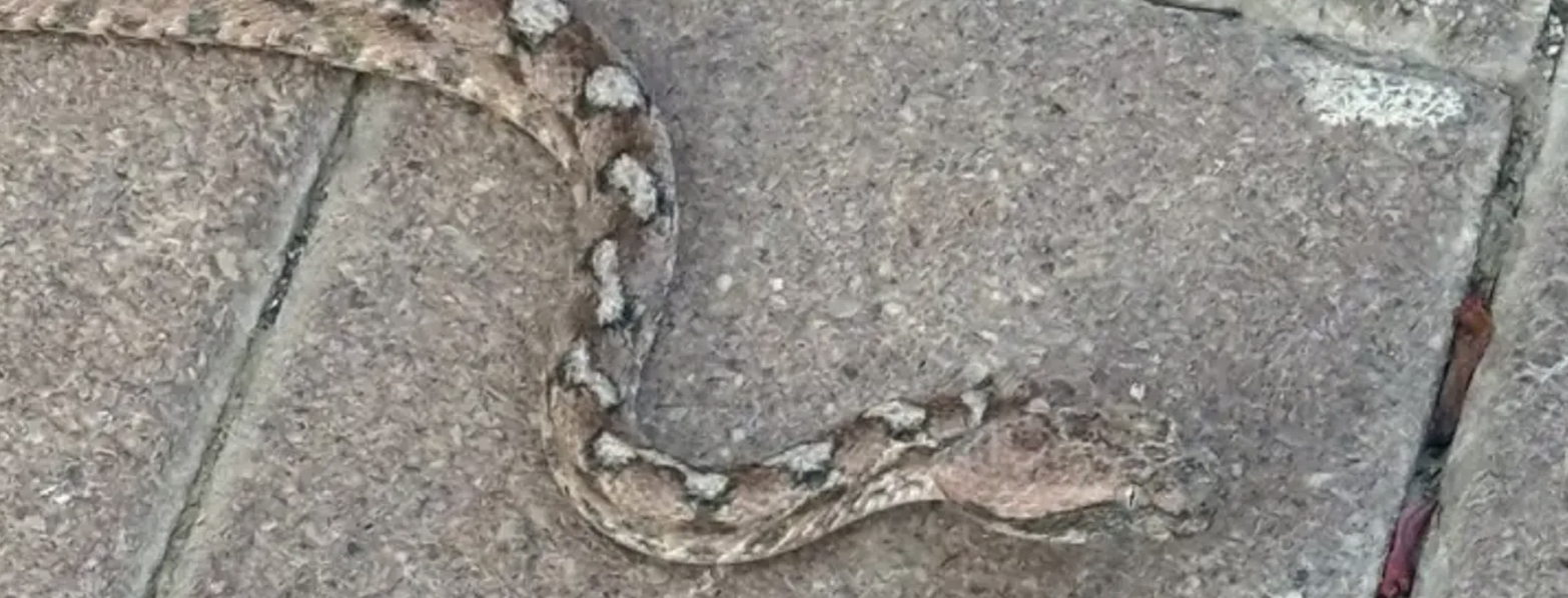 طبريا تعيش "فيلم رعب".. بسبب الثعابين