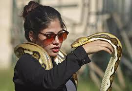 الزواحف تحت الأضواء… مهرجان عربي غير مسبوق بالصور