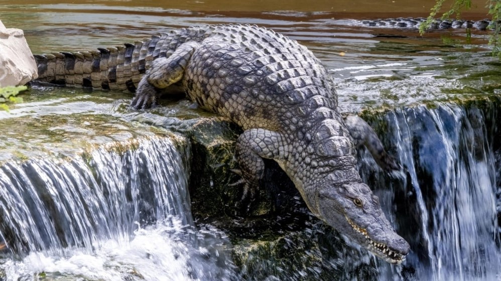 تعبير شائع وأصل غريب&hellip; قصة دموع التماسيح