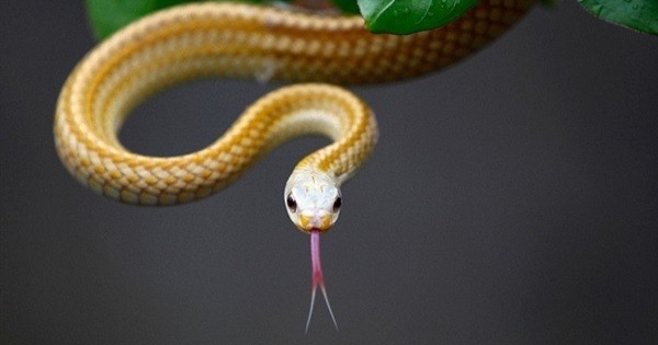 الثعابين تستكشف العالم بلسانها لا بعينيها