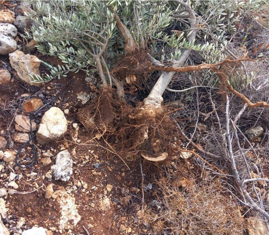 الاحتلال يقتلع 135 شجرة زيتون من ديراستيا