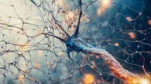 دراسة تكشف دور الخلايا النادرة في النوم والخرف