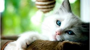 علاقة مثيرة بين القطط والصحة النفسية