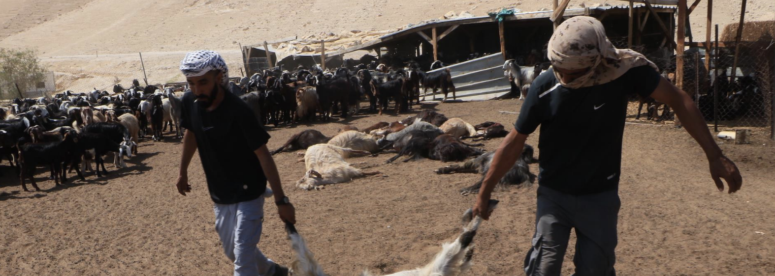 مستعمرون يسممون أغناما في المغير شرق رام الله