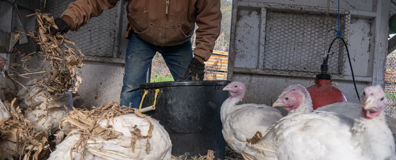 أميركا.. أول وفاة بسلالة نادرة من إنفلونزا الطيور