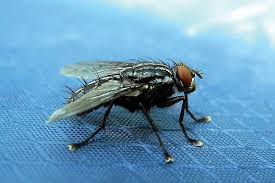 يرقات الذباب تهدد الجروح المكشوفة