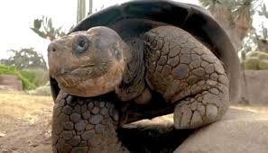 حديقة حيوان سان دييغو تودّع رمزها التاريخي غراما