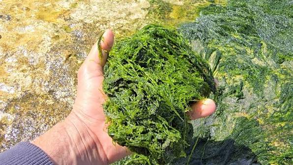 من البحر.. حلول مبتكرة لأمراض الأمعاء