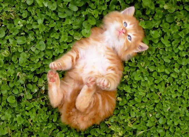 قطة تعود لعائلتها بعد 443 يومًا من الفقد