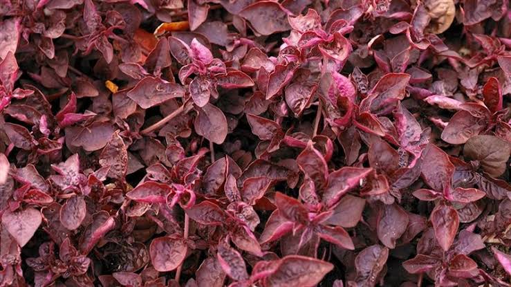 عشبة برازيلية.. أمل جديد لآلام الركبة