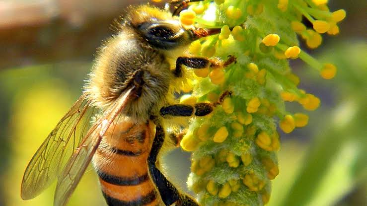 سم النحل.. بين الوعد والمخاطر