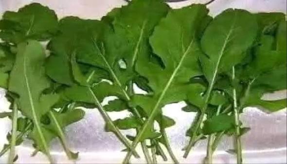 الجرجير.. ملك الخضار الأكثر كثافة غذائية