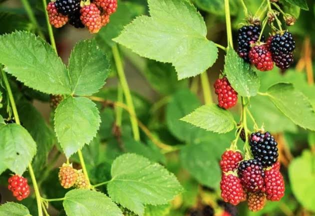 أوراق التوت.. أمل جديد لعلاج الكبد الدهني