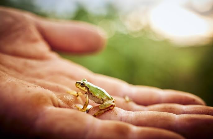 بكتيريا الضفدع&hellip; أفق جديد لعلاج السرطان