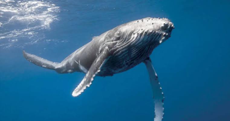 الحيتان الحدباء تسمع أكثر مما توقع العلماء