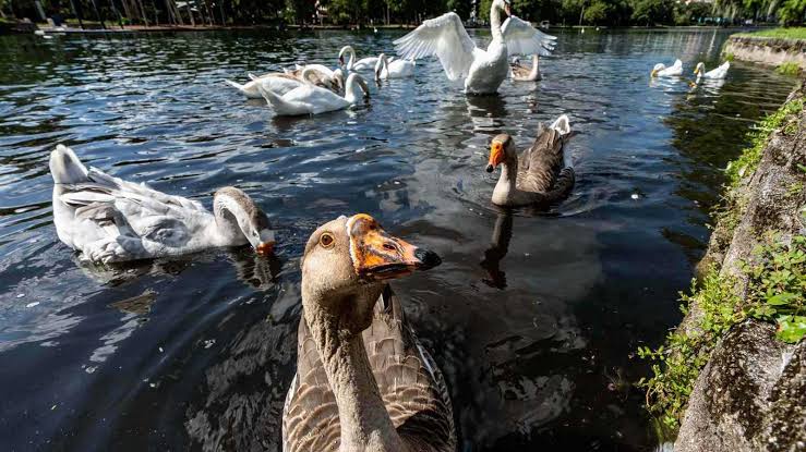 نفوق بجعات في بحيرة إيولا يثير القلق