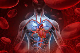 عادات يومية تحمي الشرايين
