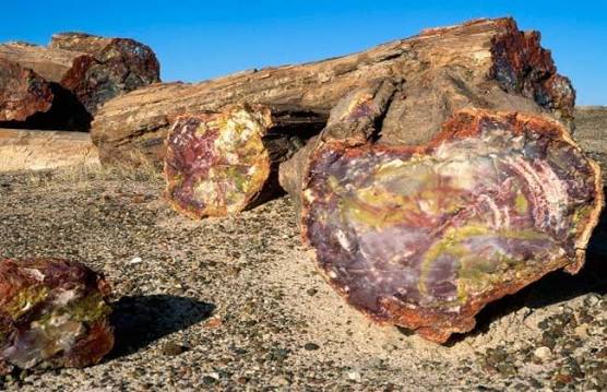 الغابة المتحجرة.. أثر عالمي نادر