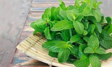 المنثول سر برودة النعناع