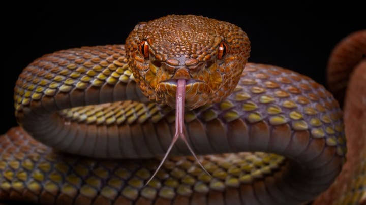 السموم القاتلة قد تصبح علاجات منقذة