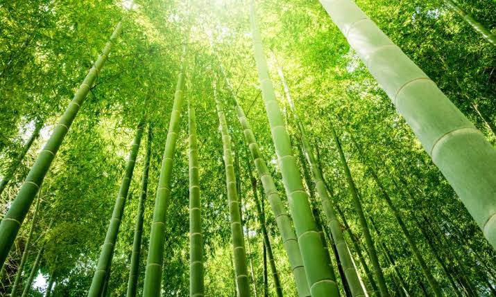 الخيزران يدعم الأمعاء