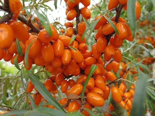 المعجزة السيبيرية تكافح التجاعيد وتعزز المناعة