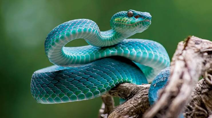 الثعابين تلدغ حتى بعد الموت