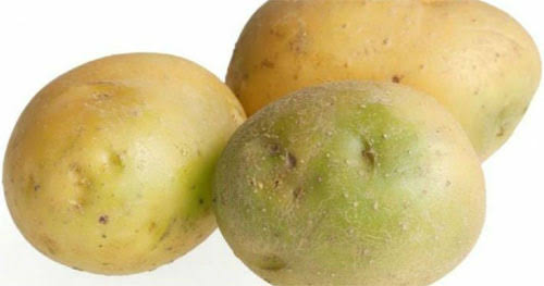 البطاطا الخضراء قد تتحول إلى خطر صحي