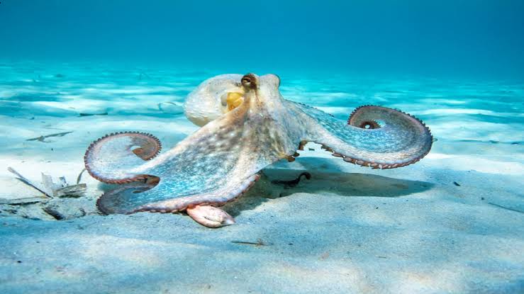 البيئة البحرية وراء تطور دماغ الأخطبوط