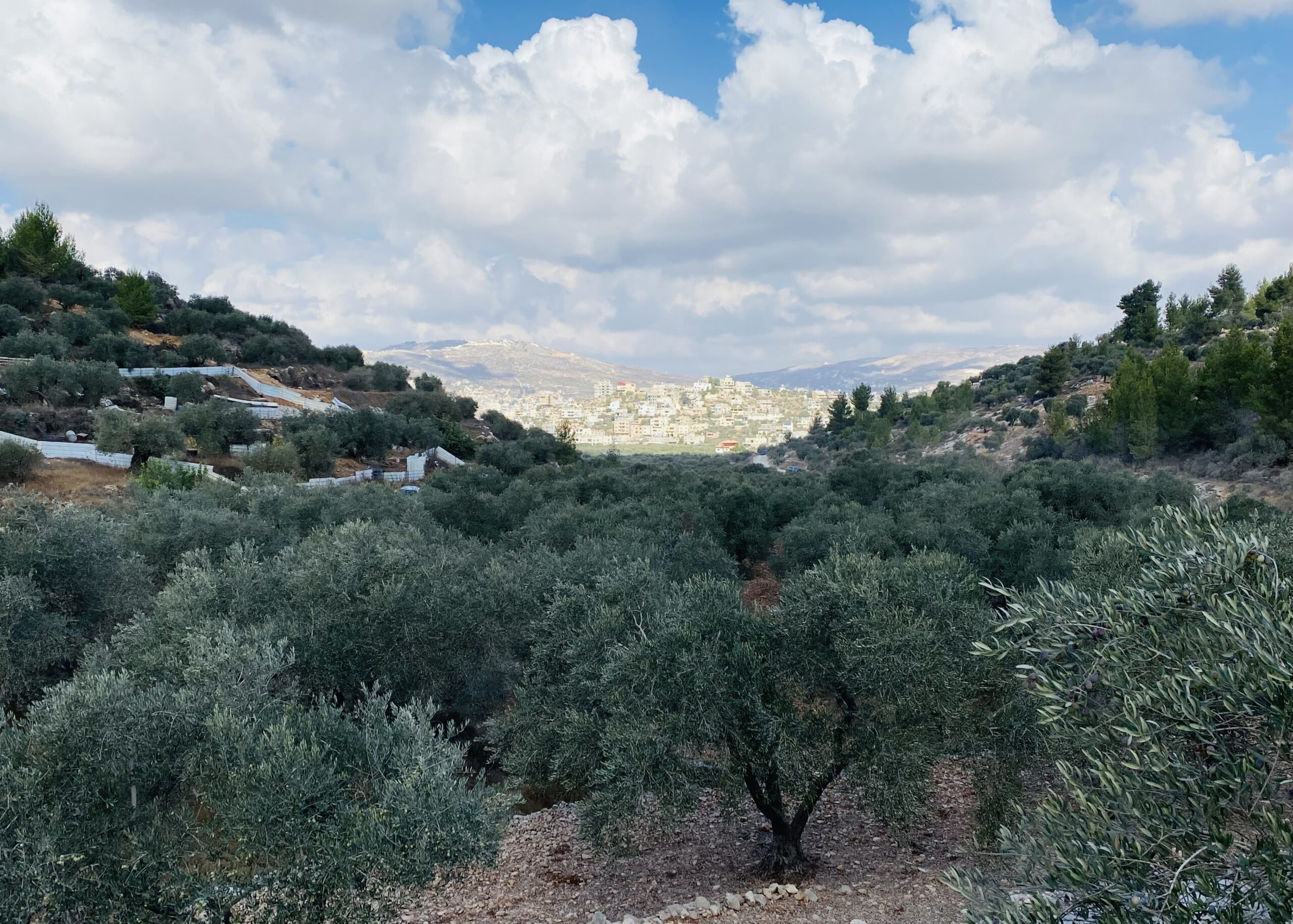 موسم الزيتون.. توقعات بموسم جيد هذا العام وتاريخي العام القادم