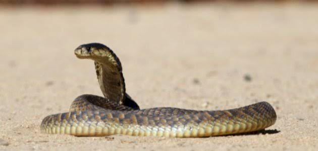 رئة الثعبان.. تكيف مذهل للبقاء