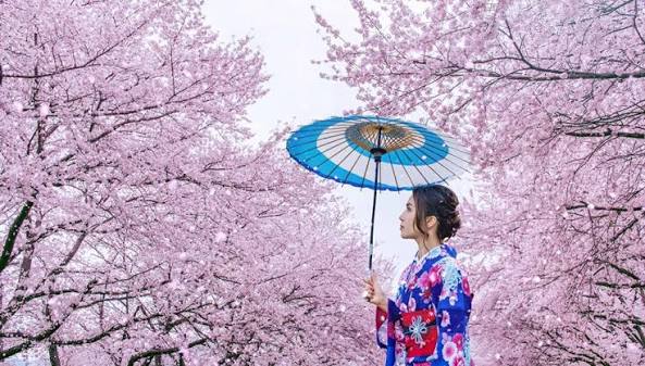 اليابان تلغي مهرجان أزهار الكرز بسبب الفوضى