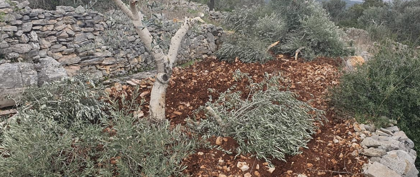 مستعمرون يقطعون نحو 300 شجرة زيتون في سهل ترمسعيا شمال رام الله