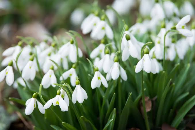 الوردة البيضاء.. حب يبدأ بالغموض