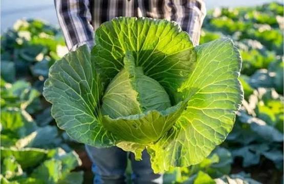 الملفوف يتحول إلى أيقونة الموضة في 2026