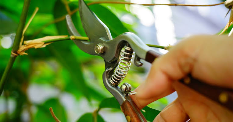 الأشجار.. كائنات صامتة بدفاعات ذكية