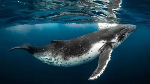 حدث علمي استثنائي في خليج المكسيك