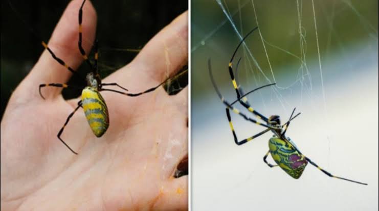 هل تتحول عناكب جورو الطائرة إلى غزو بيئي واسع؟