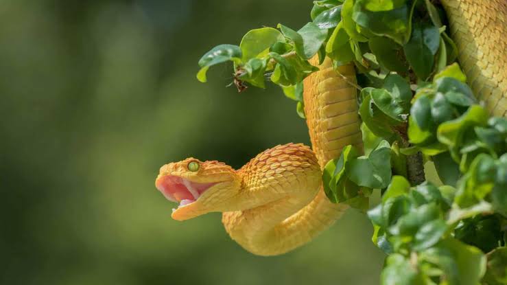 لماذا تستبدل الأفاعي أنيابها كل شهرين؟