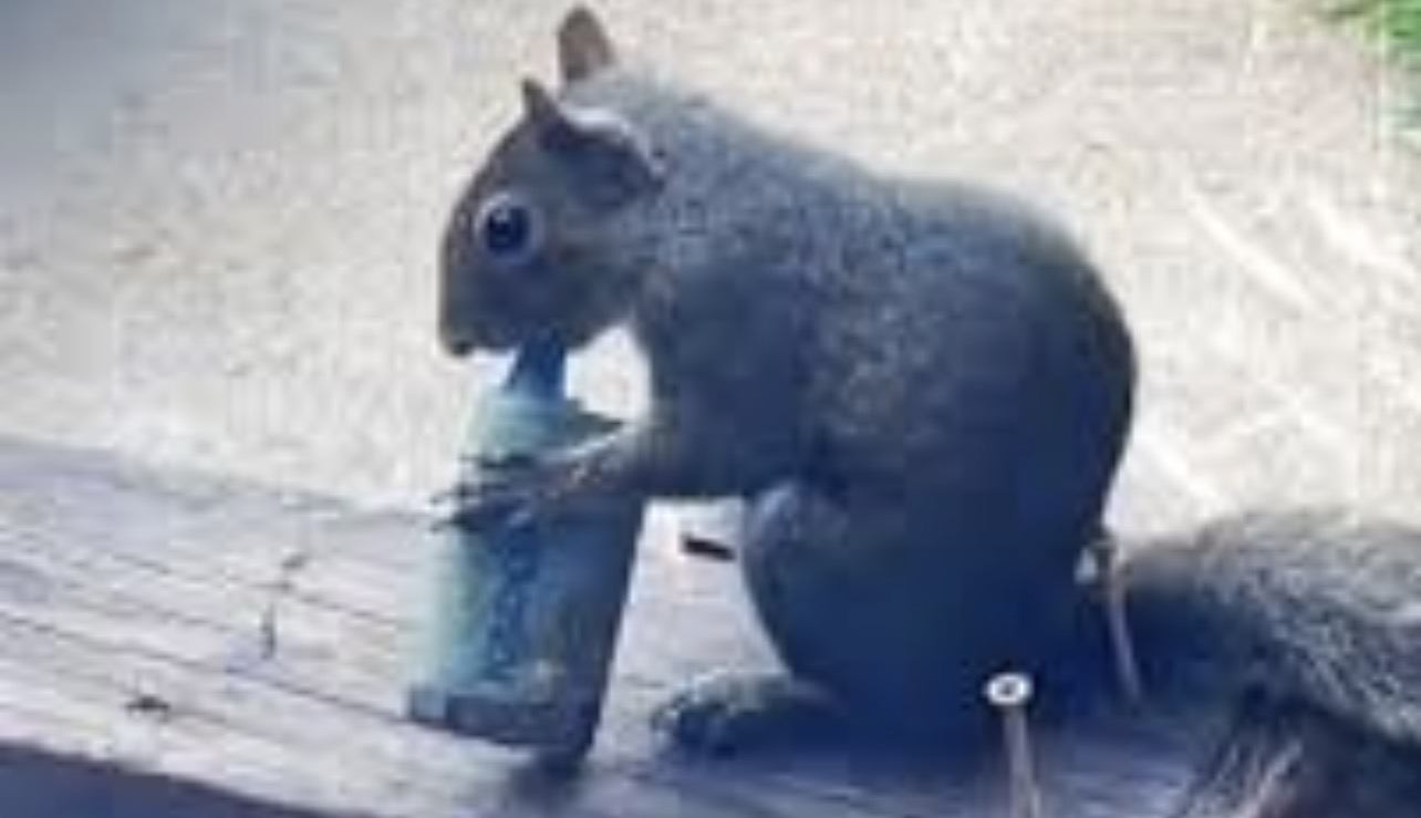 سناجب وطيور تقع في فخ السجائر الإلكترونية