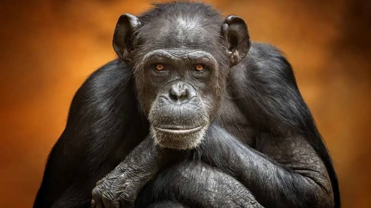دراسة: القردة تستخدم الخيال مثل البشر