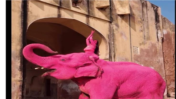 فيل وردي يثير جدلًا في جلسة تصوير